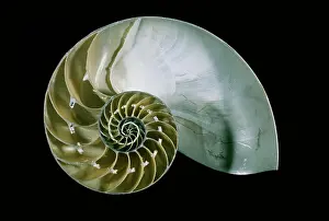 Spirals: Chambered / Pearly / Common NAUTILUS - Showing