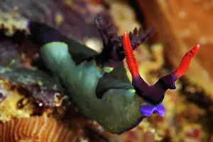 Neon: Chamberlain's neon star snail (Nembrotha chamberlaini)