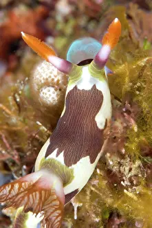 Patterned: Chamberlain's Nudibranch on coral eating sea squirts
