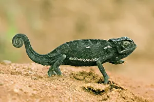 Chamaeleonidae: Chameleon