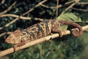 Verrucosus: Chameleon