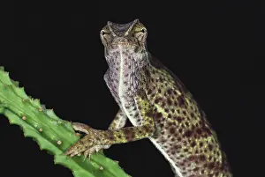 Themes: Chameleon
