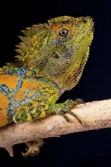 Gonocephalus: Chameleon agama (Gonocephalus chamaeleontinus)