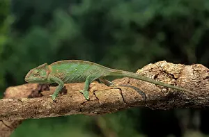 Globifer: Chameleon - on branch