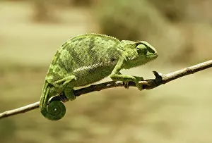 Dilepis: CHAMELEON - on branch