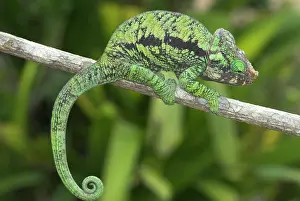 Calumma: Chameleon on branch