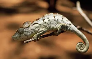 Oustaleti: CHAMELEON - on branch, endemic