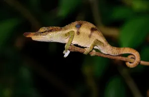 Calumma: Chameleon (Calumma linotum), male, rainforest, Montagne