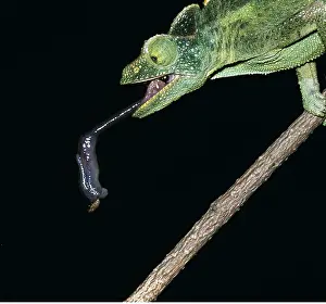 Extends: Chameleon catching prey on sticky tongue that extends