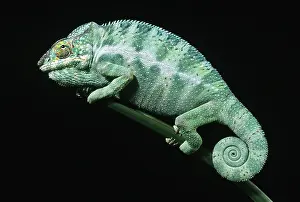 Chameleo: Chameleon (Chameleo pardalis)