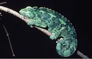 Variation: CHAMELEON - colour variation
