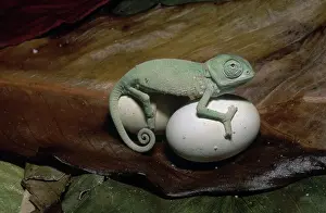 Chamaeleon: Chameleon with Eggs