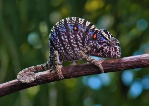 Hundred: Chameleon female (Furcifer voeltzkowi), rediscovered