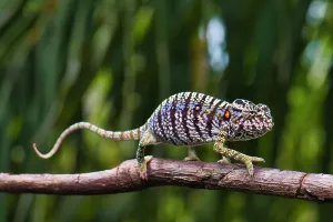 Hundred: Chameleon female (Furcifer voeltzkowi), rediscovered