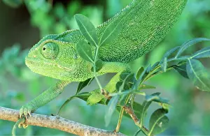 Leafy: CHAMELEON - female on leafy branch