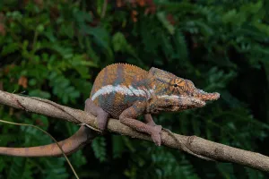 Furcifer: Chameleon (Furcifer angeli), male in the dry forests