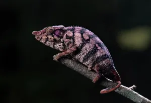 Furcifer: Chameleon (Furcifer rhinoceratus), in Ankarafantsika