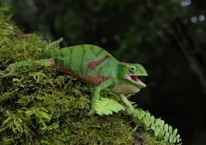 Snout: Chameleon (Furcifer timoni), female, North Madagascar
