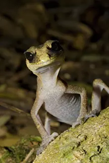 Laevis: Chameleon Gecko