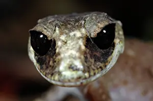 Geckoes: Chameleon Gecko (Carphodactylus laevis)