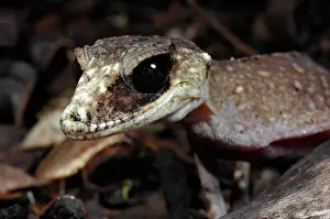 Geckoes: Chameleon Gecko (Carphodactylus laevis)