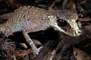 Geckoes: Chameleon Gecko (Carphodactylus laevis)
