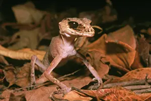 Geckoes: Chameleon Gecko (Carphodactylus laevis)
