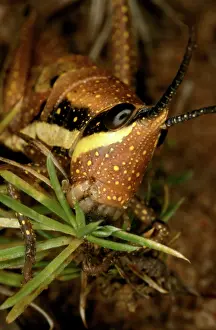 Grasshoppers: Chameleon grasshopper - male
