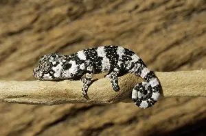 Chamaeleon: Chameleon Hatchling