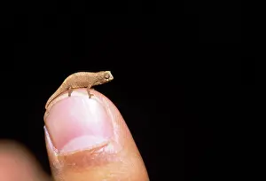 Minima: CHAMELEON - on human finger, to show scale