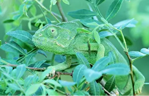 Leafy: CHAMELEON - on leafy branch