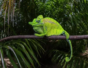 Hundred: Chameleon male (Furcifer voeltzkowi), rediscovered