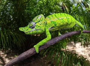 Hundred: Chameleon male (Furcifer voeltzkowi), rediscovered
