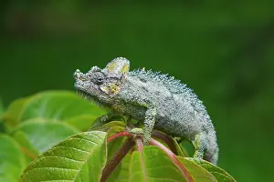 Chameleon, Nakuru, Kenya