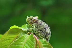 Chameleon, Nakuru, Kenya