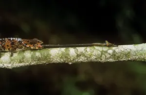 Calumma: Chameleon - with protruding tongue catching insect