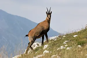 Pyrenaica: Chamois