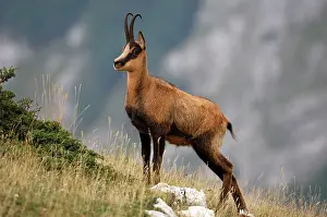 Pyrenaica: Chamois