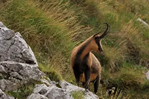 Pyrenaica: Chamois