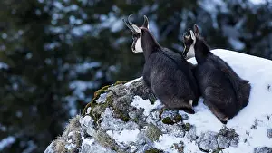 Comt: Chamois