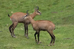 Rival: Chamois - two adults facing - Austria