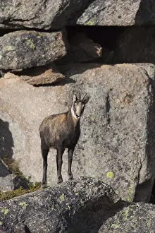 240118: Chamois - buck in autumn - Italy