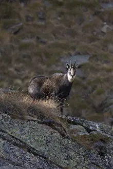 240118: Chamois - buck in autumn - Italy
