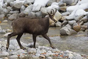 091018: Chamois - buck crossing creek - Italien