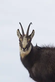 100118: Chamois - buck portrait in winter - Italy