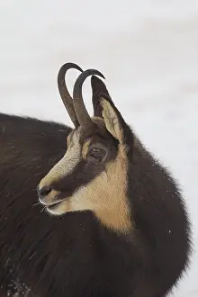 100118: Chamois - buck portrait in winter - Italy