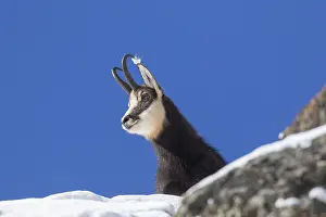 190219: Chamois - buck in snow - Italy
