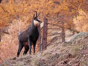 040319: Chamois-buck standing in autumn colored larcktree
