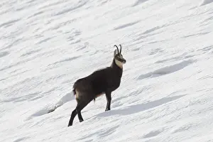 Chamois: Chamois buck winter