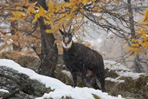 Rupicapra: Chamois - buck in winter - Italy